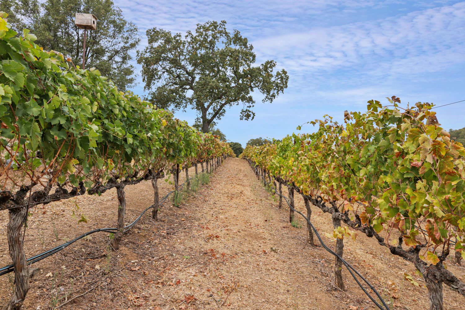 Prospect 772 Winery, 772 Appaloosa Road, Angels Camp, CA 95222
