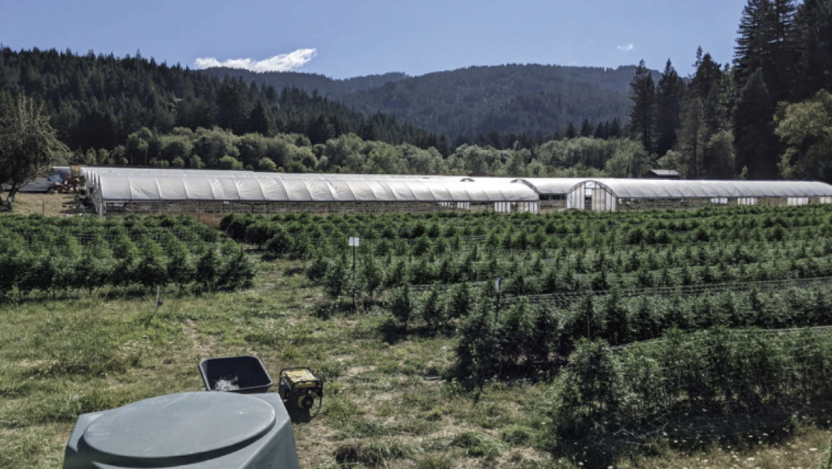 Redcrest,CA (Commercial) Operating Cannabis Business Opportunity. Real Estate For Lease. 