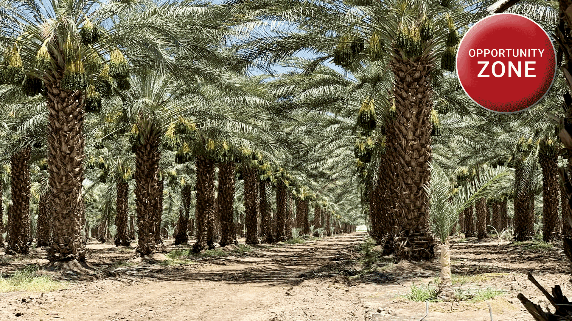 194.19 Acres Date Ranch