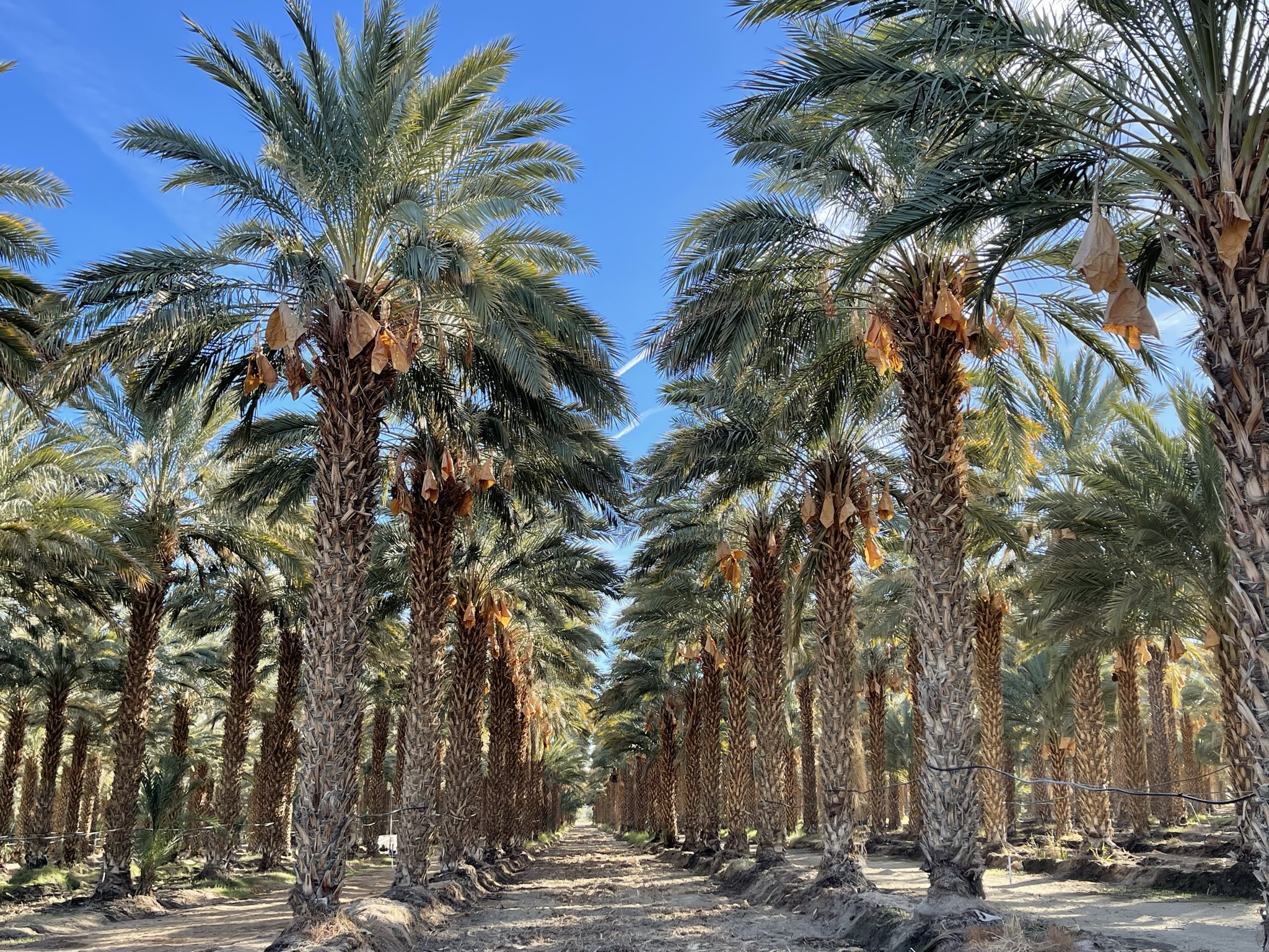 75.48 Acres Organic Date Grove