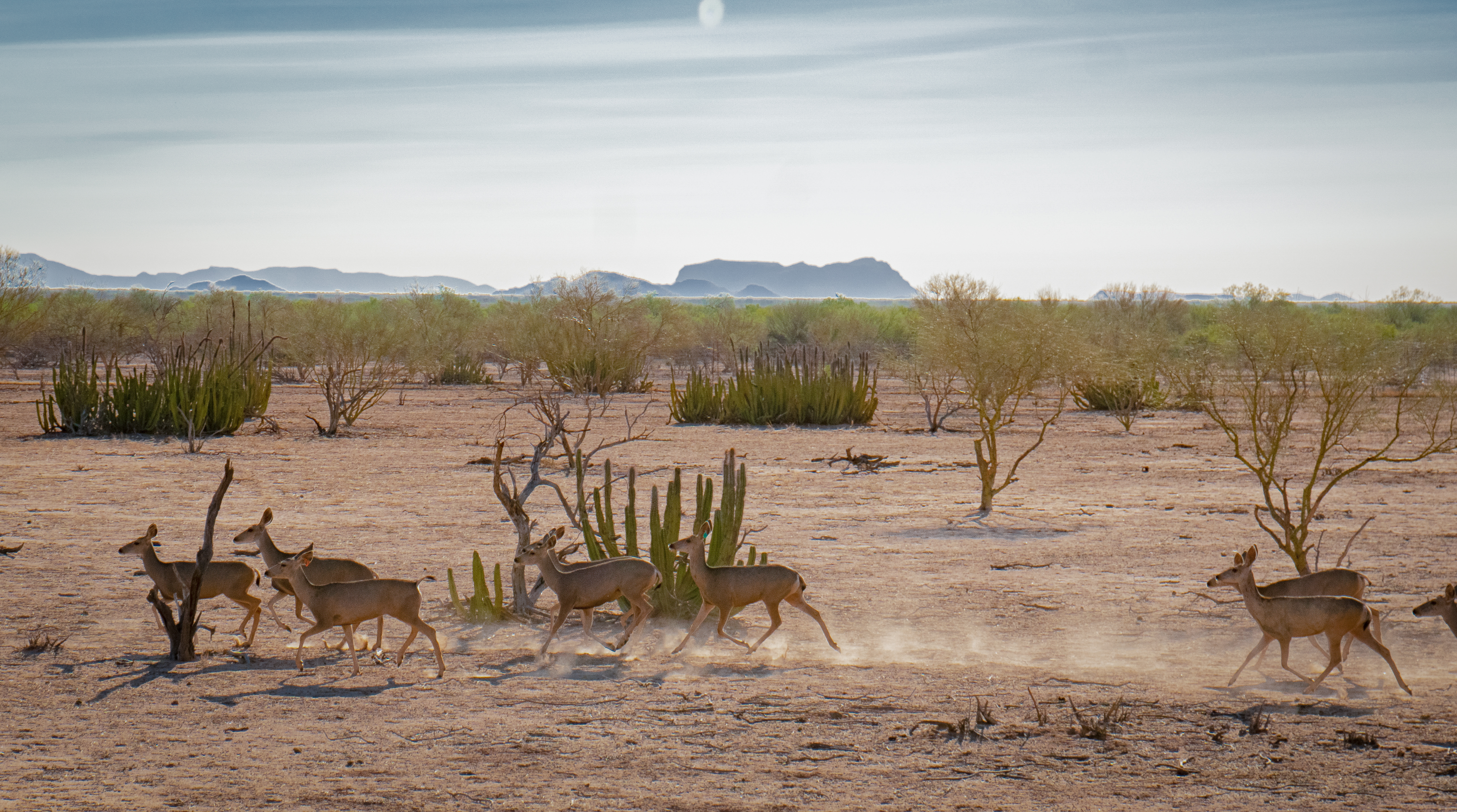 Hunting Ranch and Business in Mexico