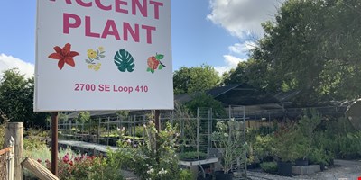Accent Plant Nursery