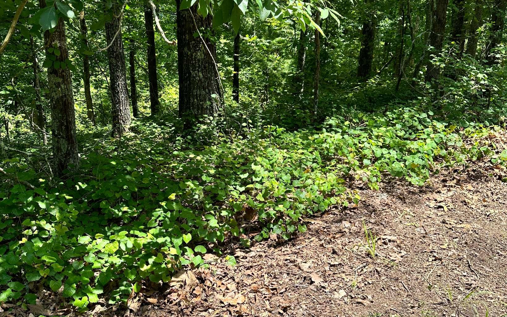 Vacant Land in Talking Rock