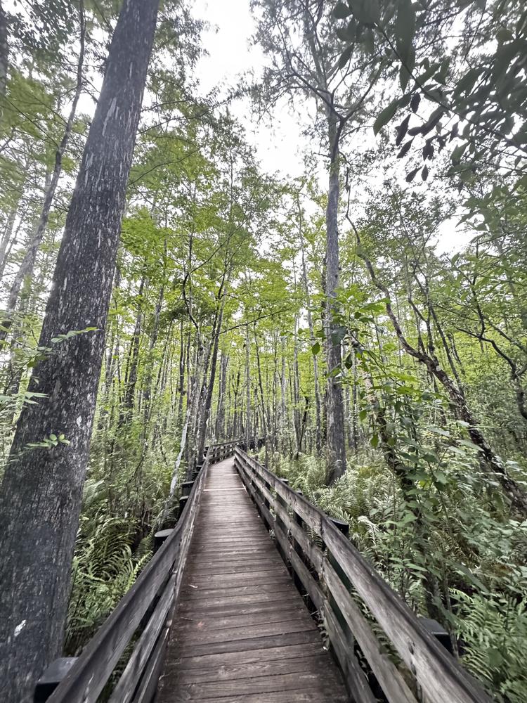 Looking for land next to a nature park?, 10581 Ben C Pratt/Six Mile Cypress Parkway, Fort Myers, FL 33966