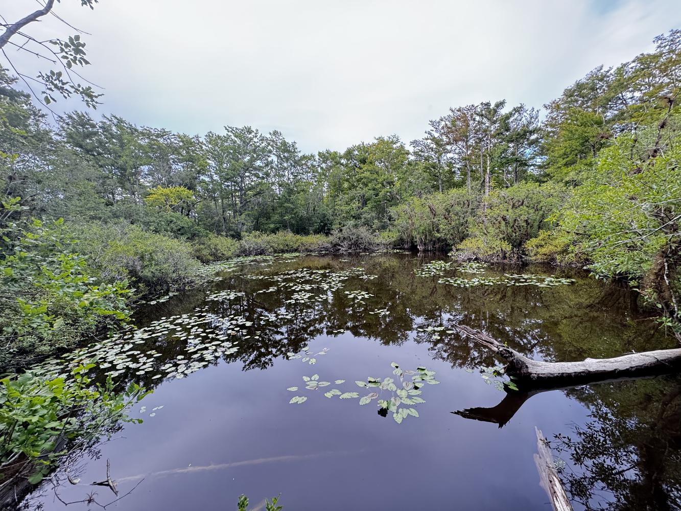 Looking for land next to a nature park?, 10581 Ben C Pratt/Six Mile Cypress Parkway, Fort Myers, FL 33966