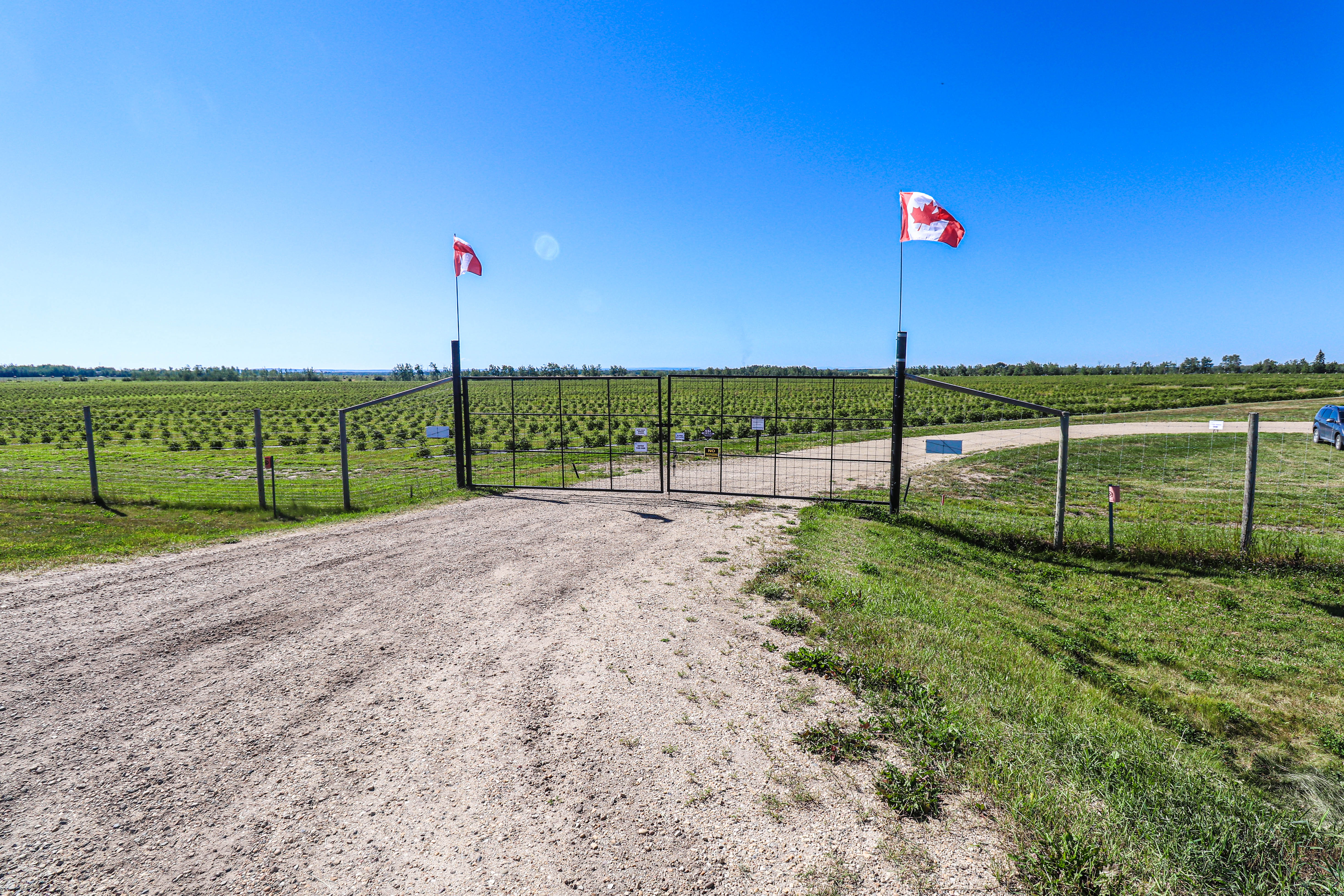 Haskap Berry Farm, 705068 Range Road 82, Wembley, AB T0H 3S0, Canada