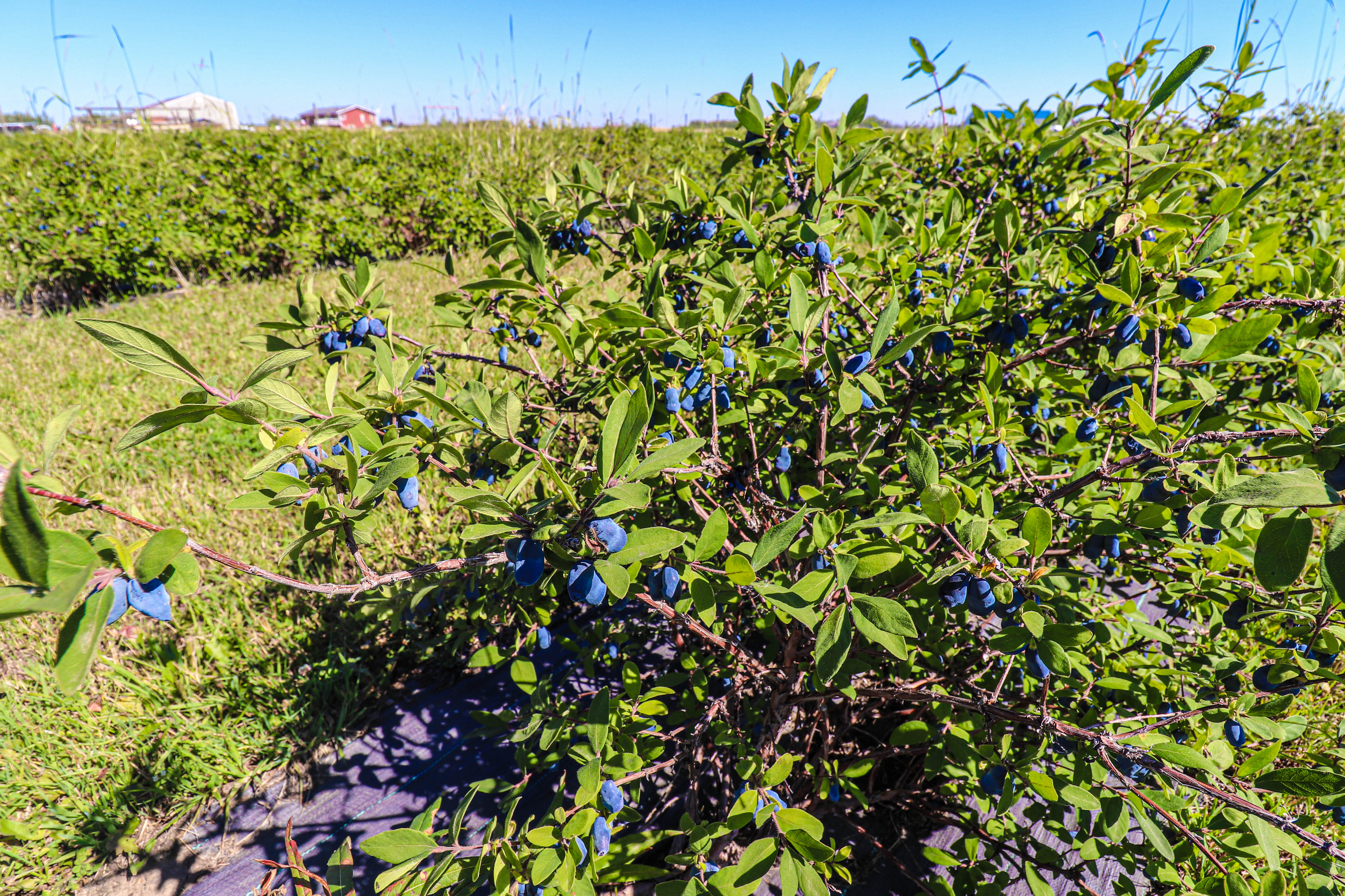 Haskap Berry Farm, 705068 Range Road 82, Wembley, AB T0H 3S0, Canada