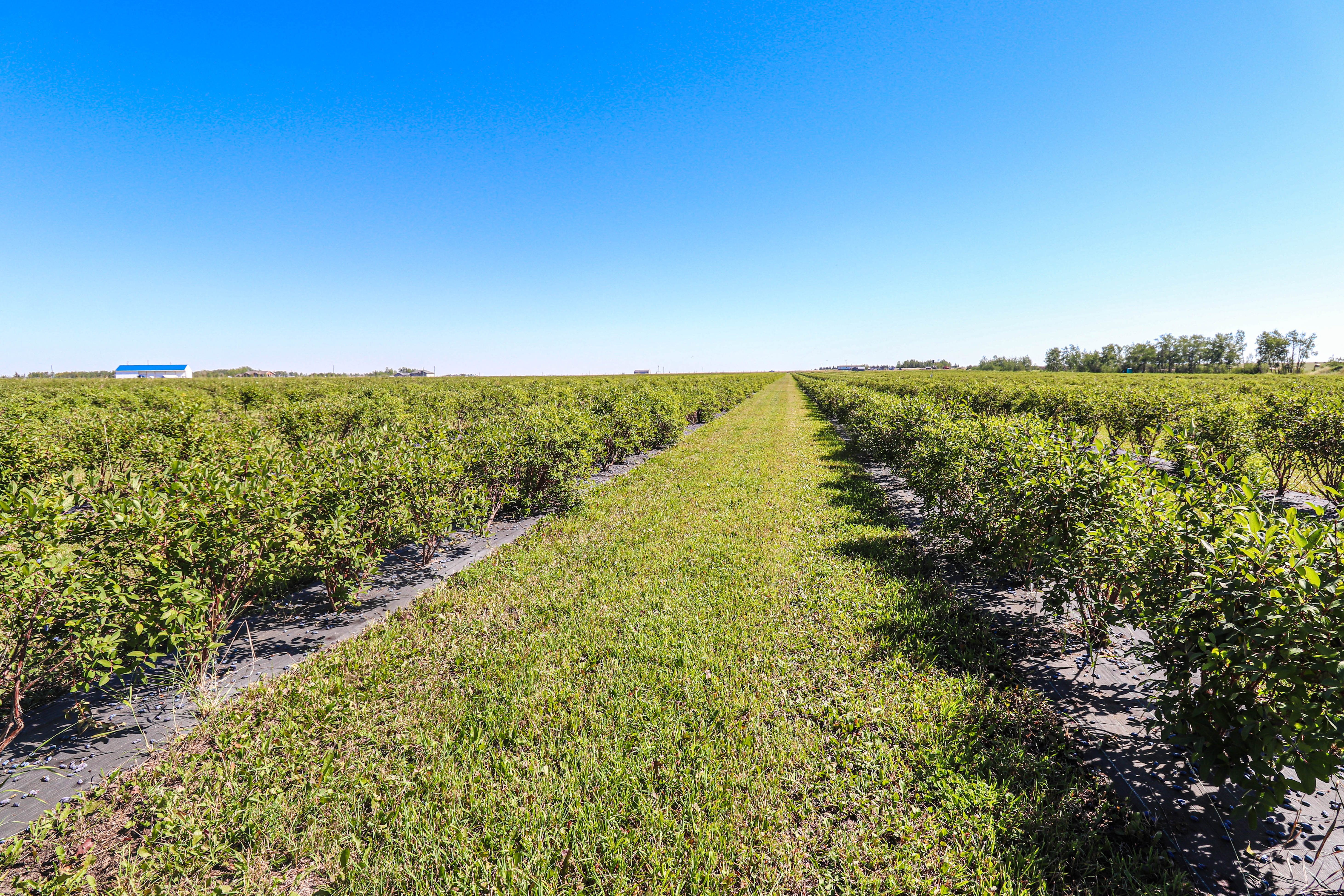 Haskap Berry Farm, 705068 Range Road 82, Wembley, AB T0H 3S0, Canada