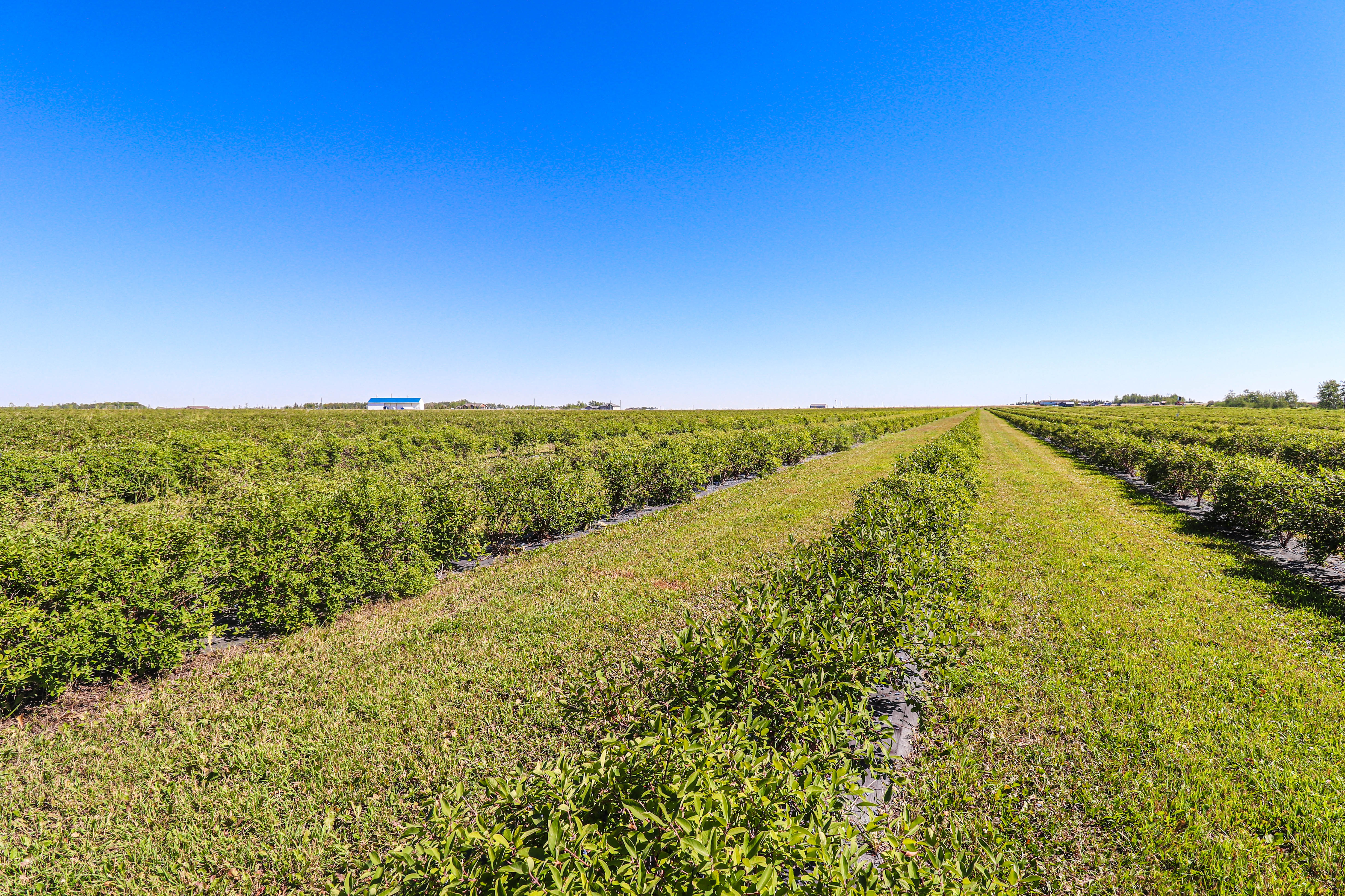Haskap Berry Farm, 705068 Range Road 82, Wembley, AB T0H 3S0, Canada