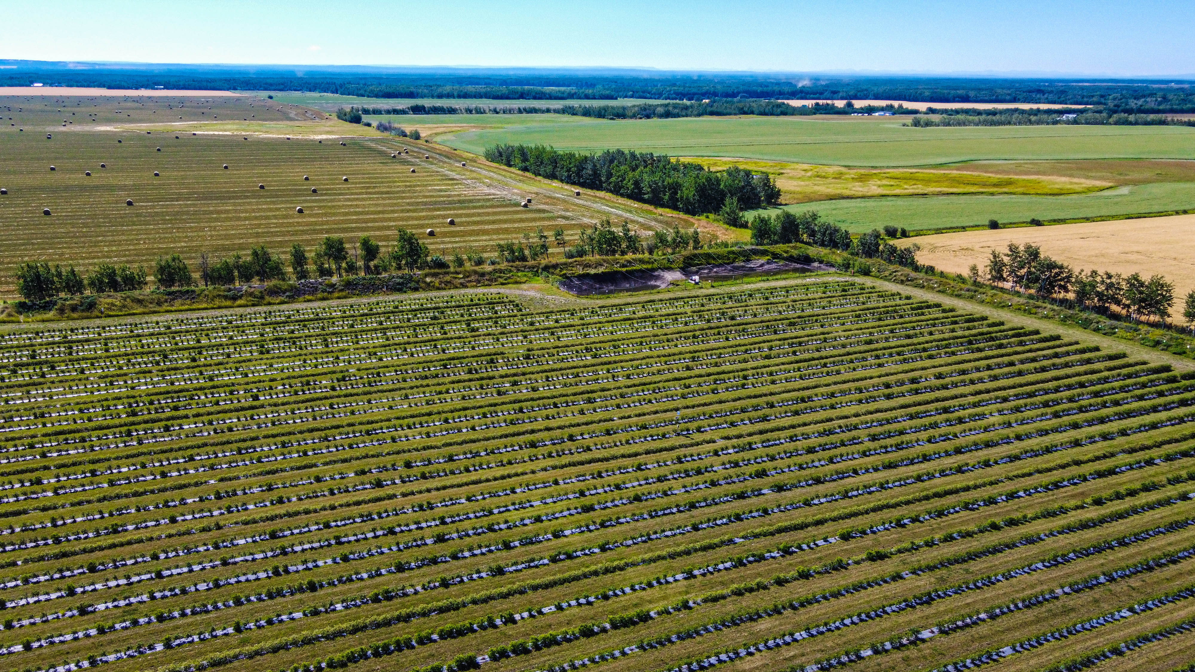 Haskap Berry Farm, 705068 Range Road 82, Wembley, AB T0H 3S0, Canada
