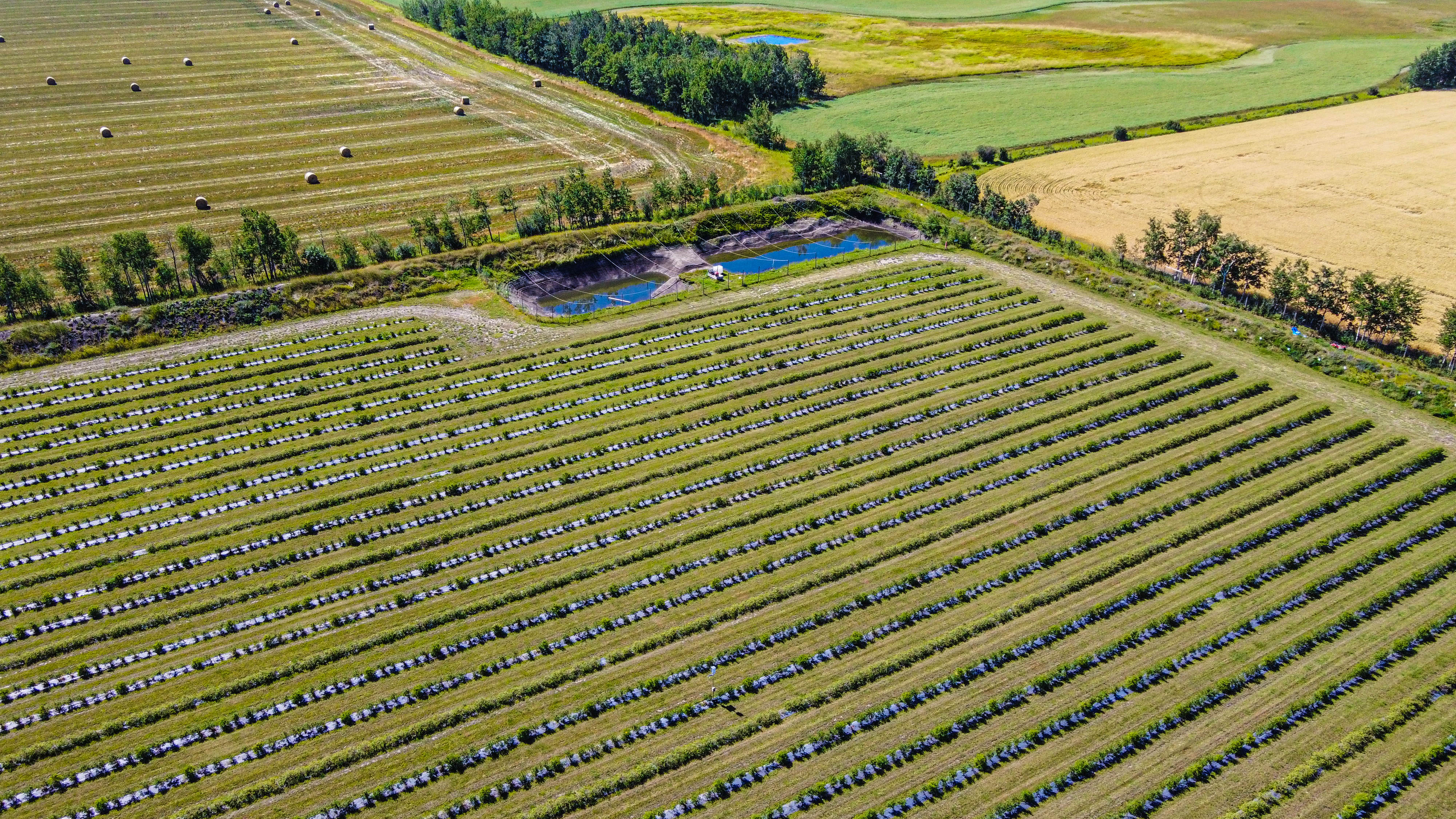 Haskap Berry Farm, 705068 Range Road 82, Wembley, AB T0H 3S0, Canada