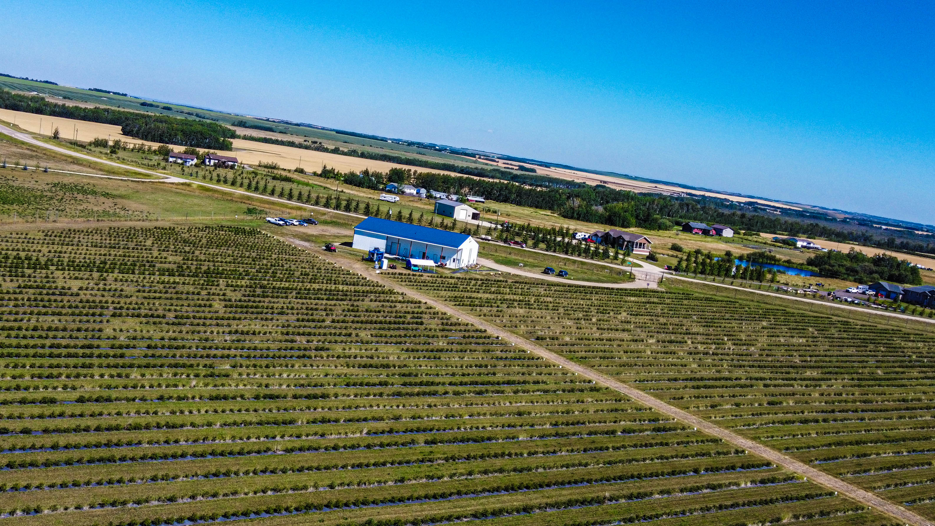 Haskap Berry Farm, 705068 Range Road 82, Wembley, AB T0H 3S0, Canada