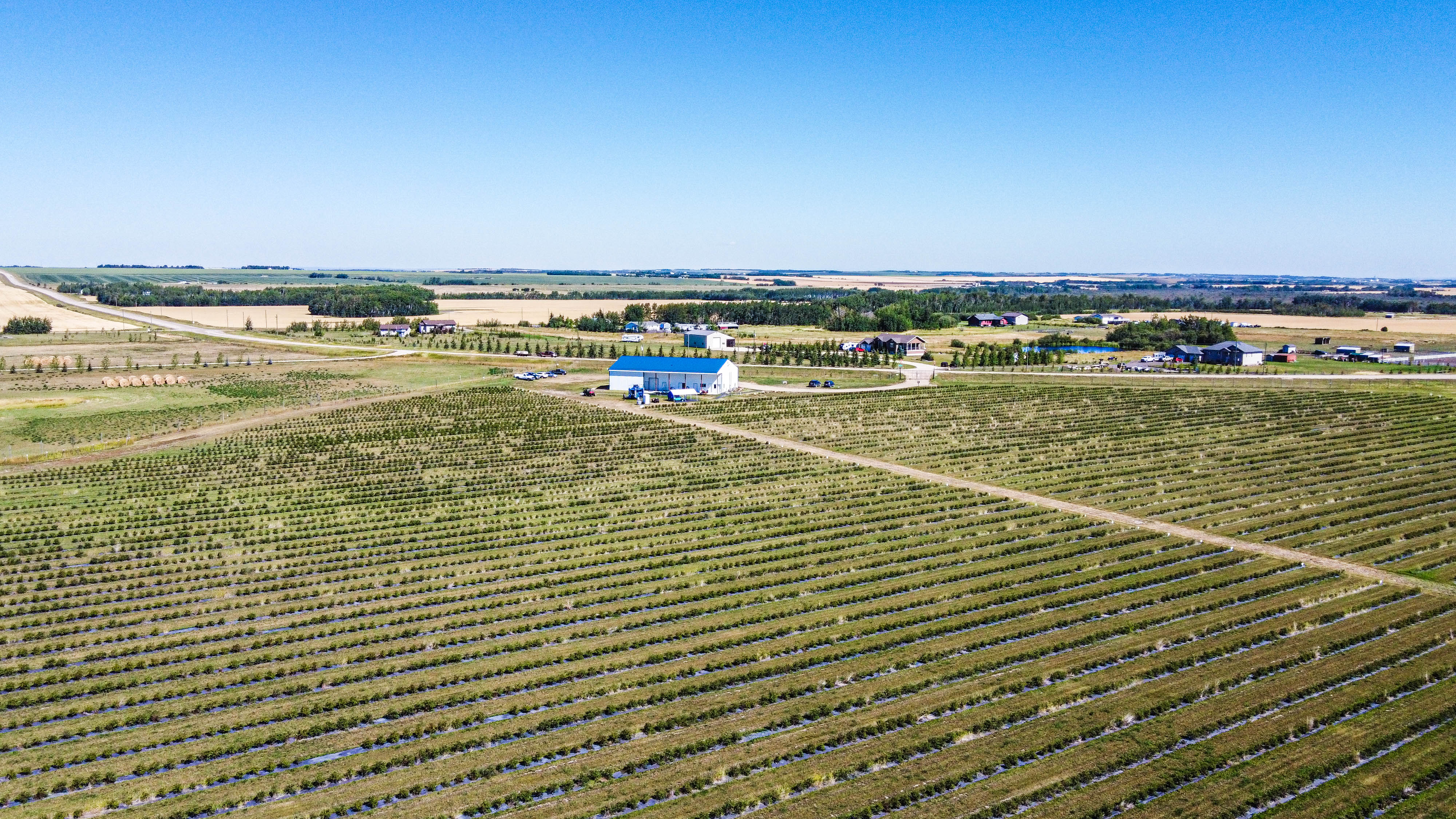 Haskap Berry Farm, 705068 Range Road 82, Wembley, AB T0H 3S0, Canada