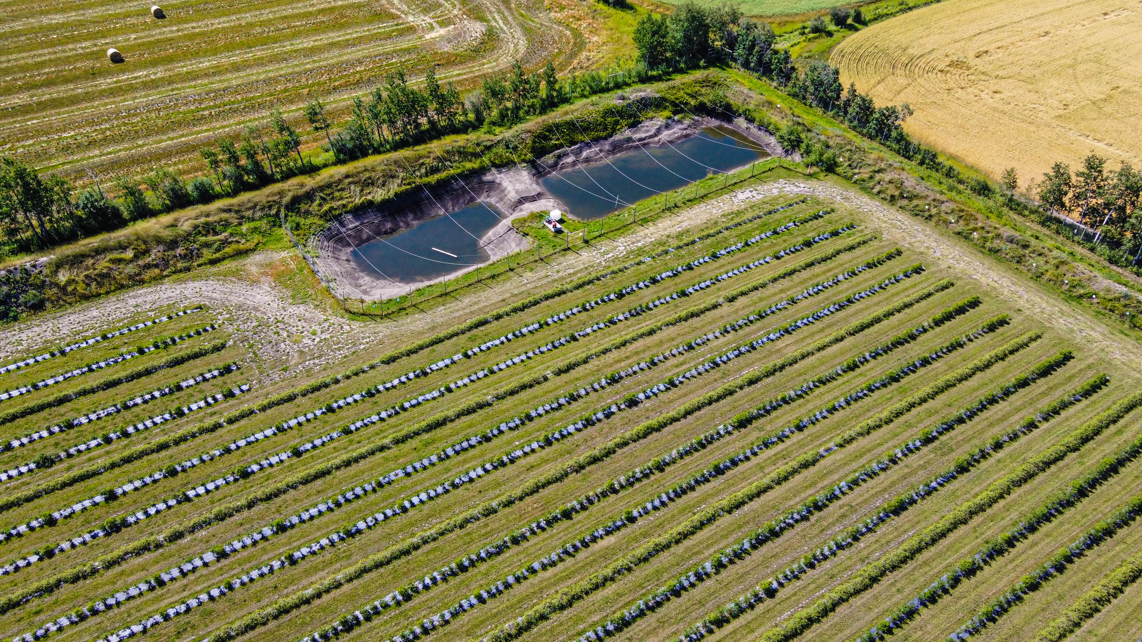 Haskap Berry Farm, 705068 Range Road 82, Wembley, AB T0H 3S0, Canada