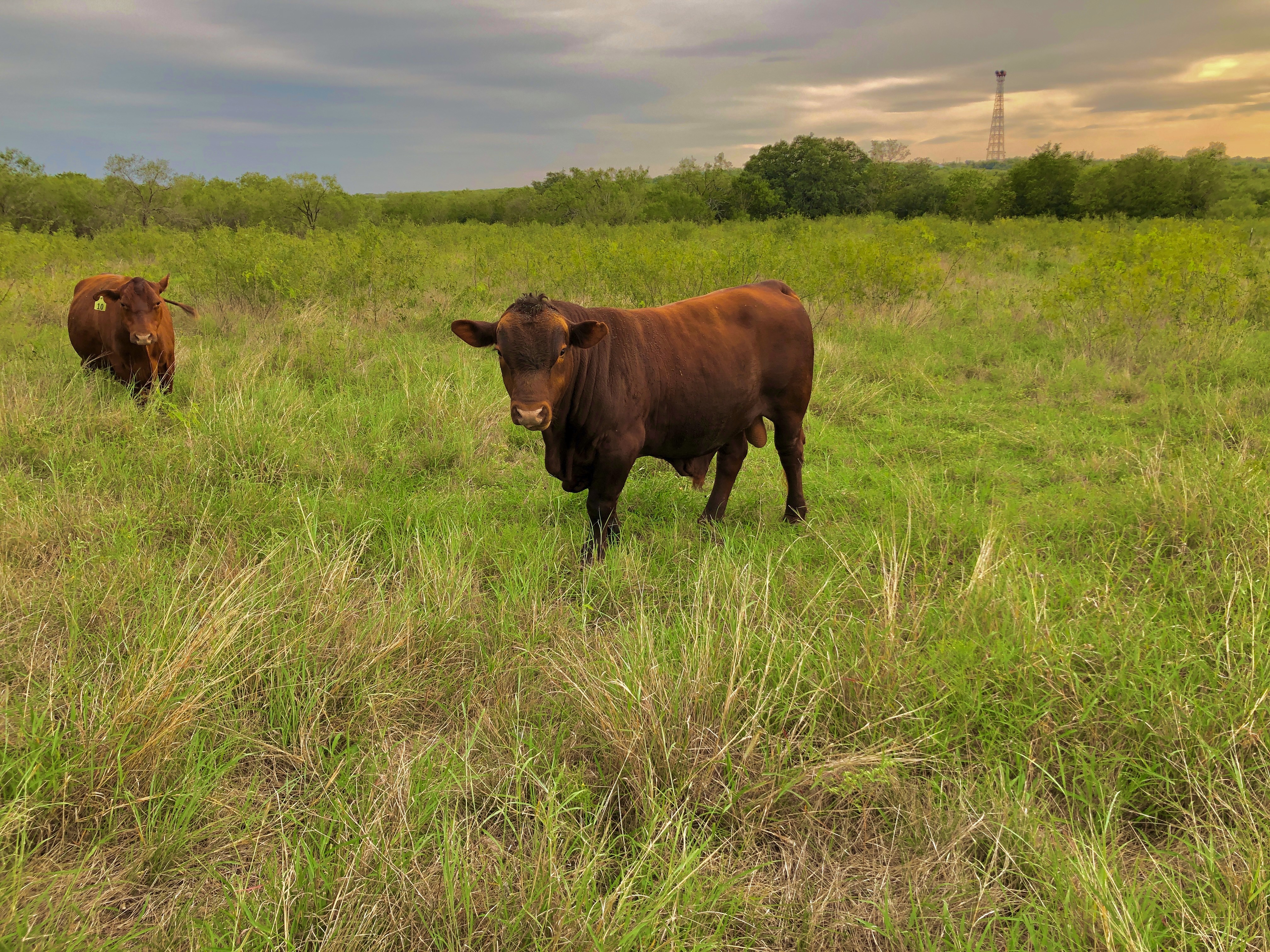 2179 Borchert Drive, Lockhart, TX 78644