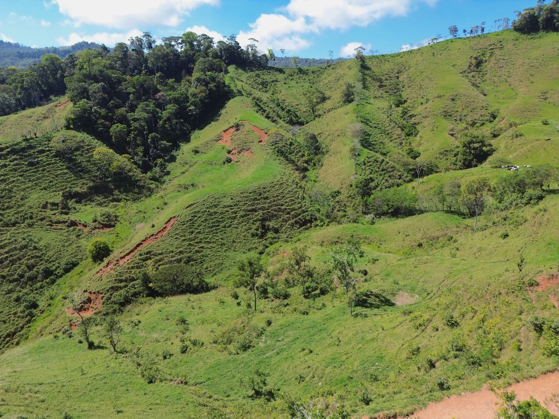 Farm to Develop in Pacuarito