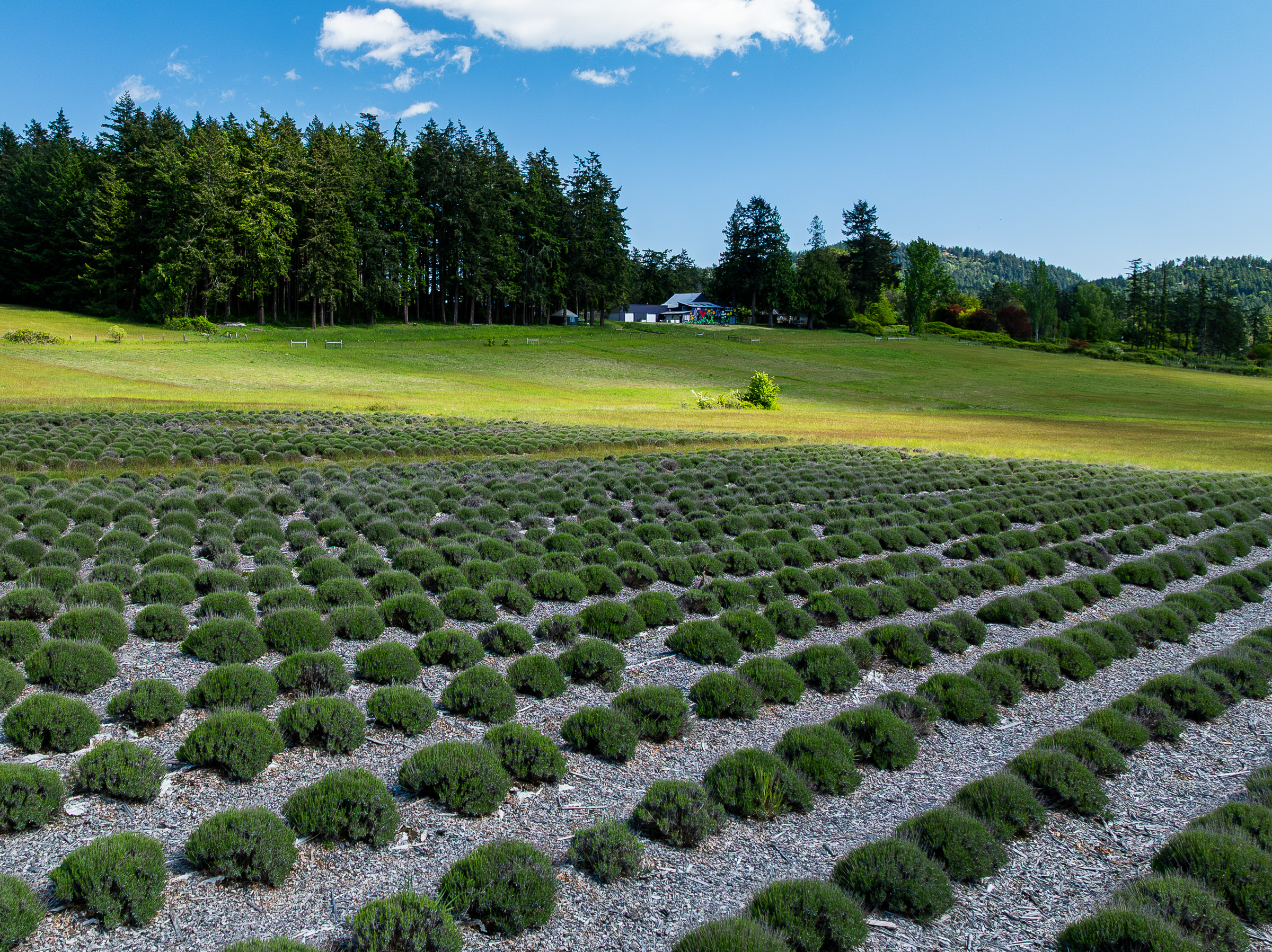 OrcaSong Farm, 280 Dolphin Bay Road, Eastsound, WA 98245