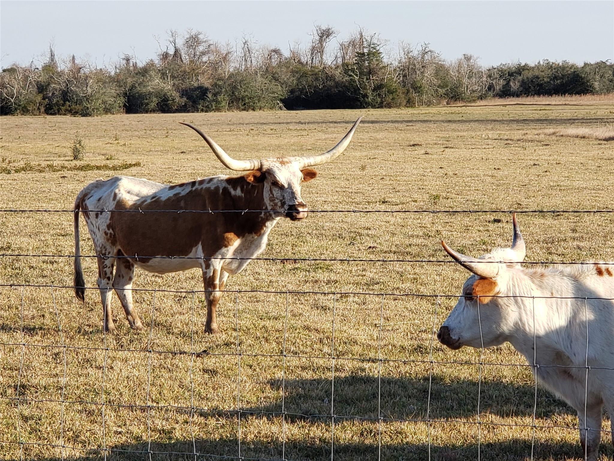 8500 Fm-2004, Hitchcock, Texas, 8500 Farm to Market 2004, Hitchcock, TX 77563