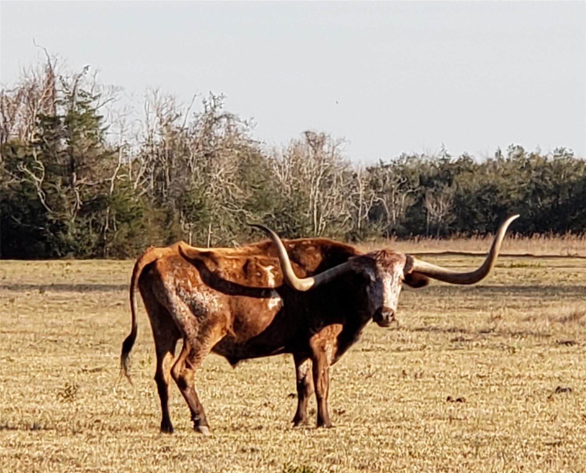8500 Fm-2004, Hitchcock, Texas, 8500 Farm to Market 2004, Hitchcock, TX 77563