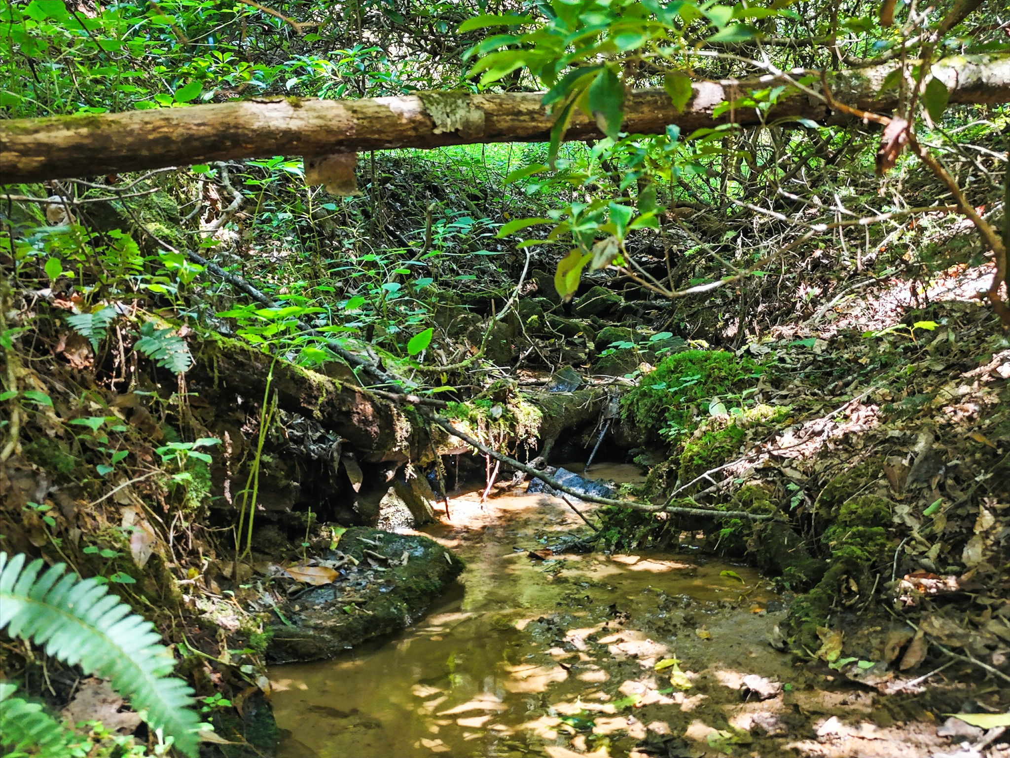 245 +/- Acres Gates Chapel Road, Gates Chapel Road, Ellijay, GA 30540