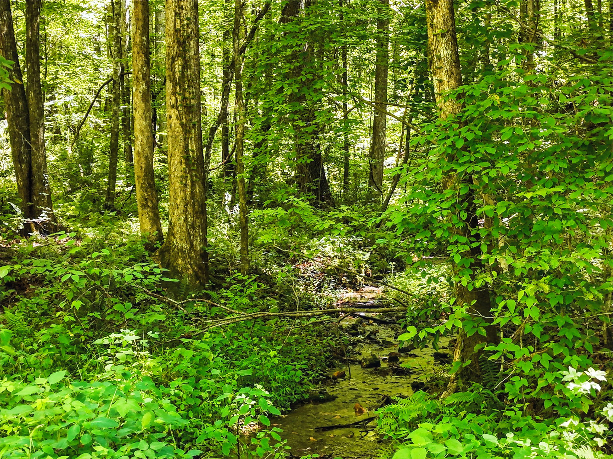 245 +/- Acres Gates Chapel Road, Gates Chapel Road, Ellijay, GA 30540