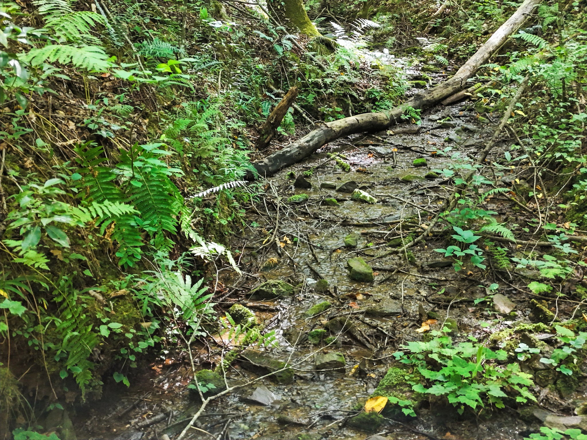 245 +/- Acres Gates Chapel Road, Gates Chapel Road, Ellijay, GA 30540