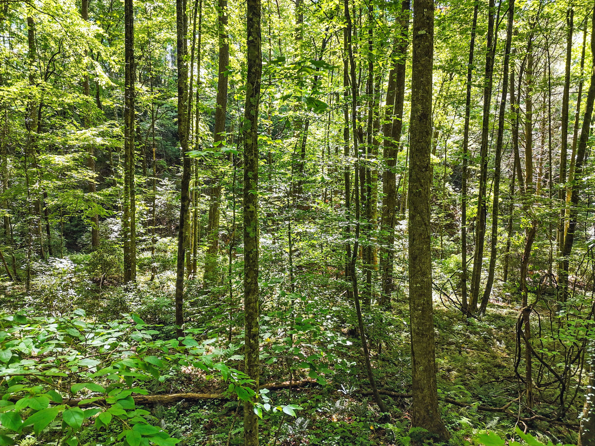 245 +/- Acres Gates Chapel Road, Gates Chapel Road, Ellijay, GA 30540