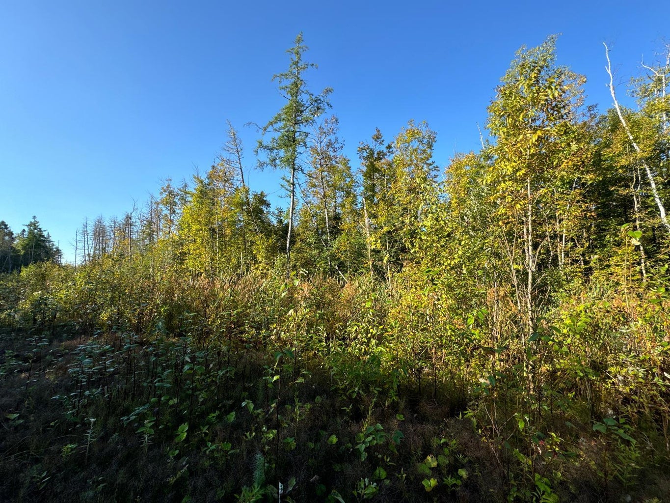 Grendell Road, Chapman, ME 04757