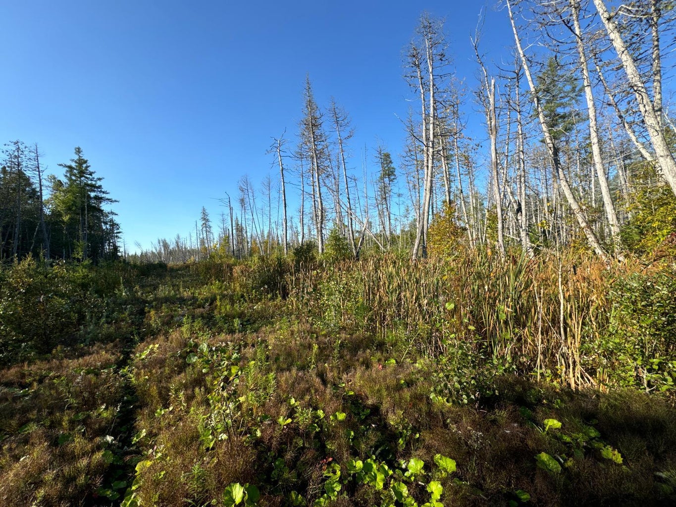 Grendell Road, Chapman, ME 04757