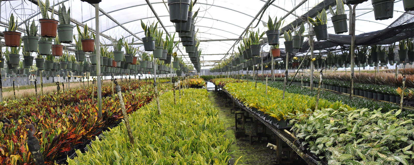 Apopka Foliage Nursery FOR SALE on 4605 Ondich Road,